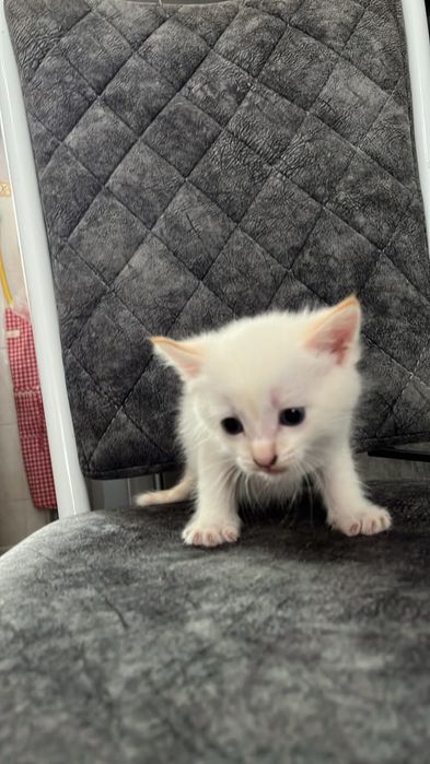 Котята даром, в хорошие руки