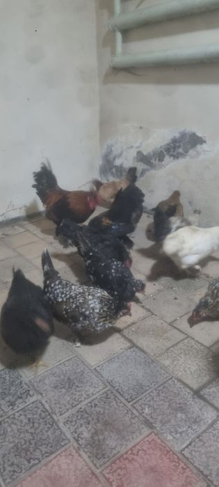 Yapon tovuq xoʻrozla sotiladi