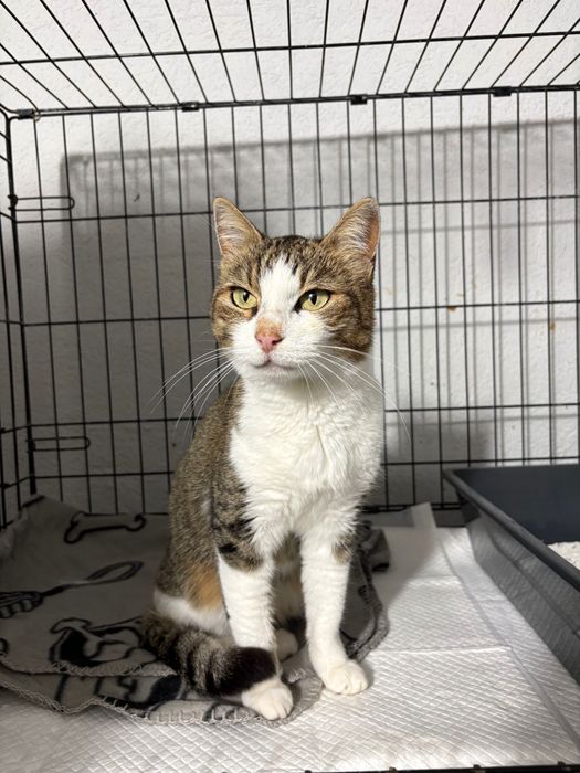Pita, pisicuta sterilizata, aproximativ 5 ani