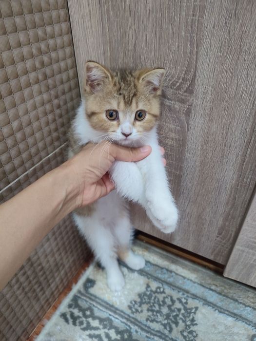 Мушук исми: Симба