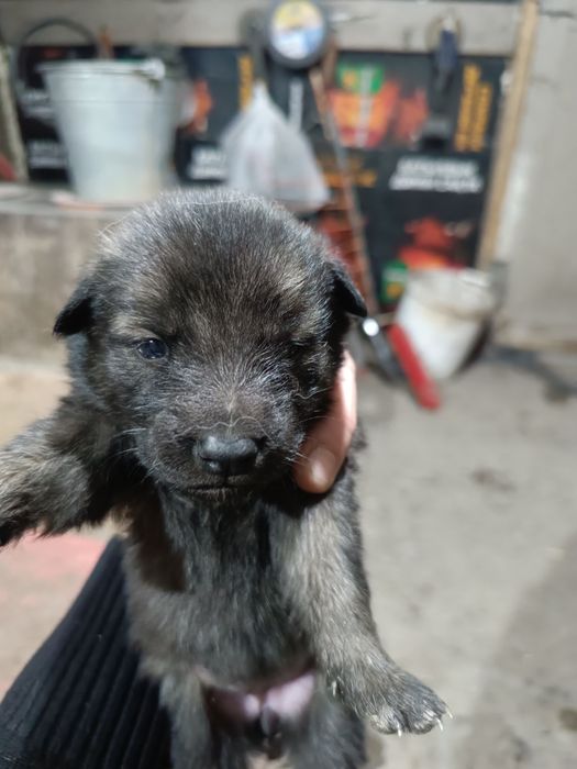 Отдам щенков овчарки даром