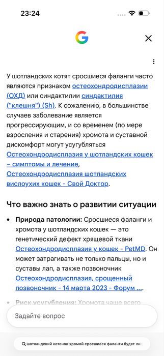 Шотландский котенок