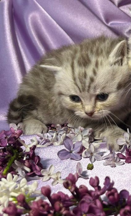 Котята шотландские