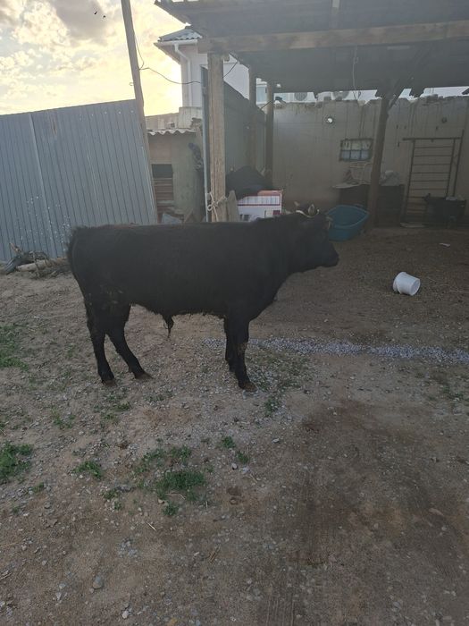 1 жасар баспак еркек