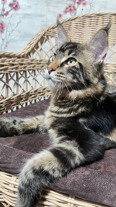 Котенок Мэйн Кун