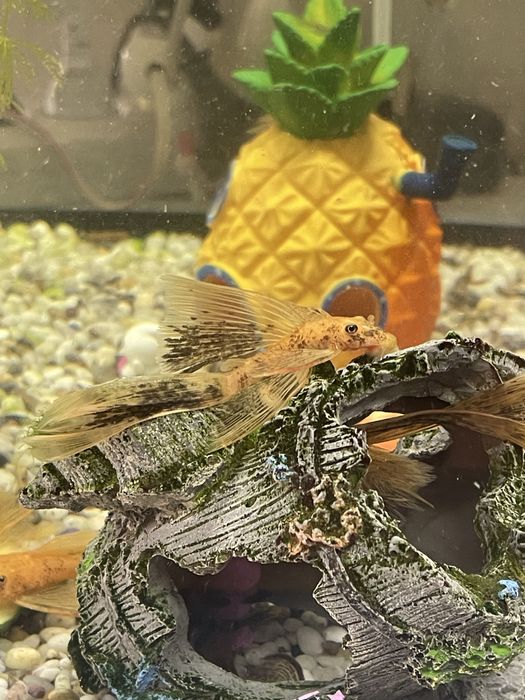 Анциструсы вуалевые леопарды