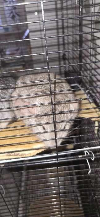 Продаю шиншилл. 15 тыщ