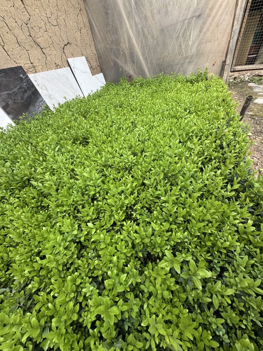 Шамшод кўчатлари. Shamshod kochatlari