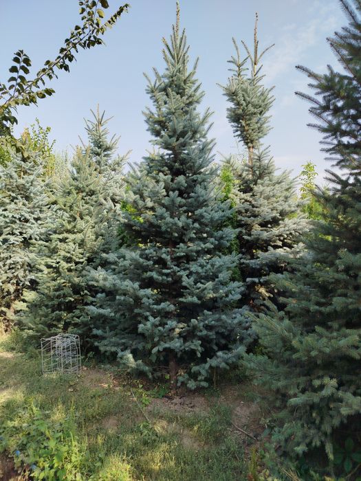 Продам голубые ели сортовые