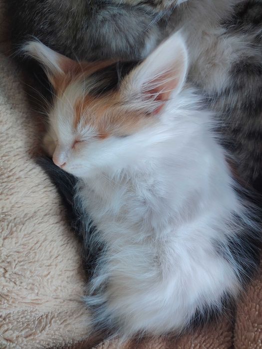 Котенок от турецкой ангоры