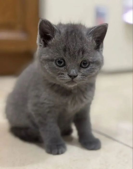Котята британские 1.5 мес
