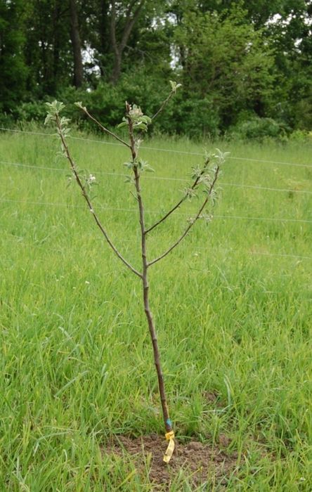 Кучатлар саженцы