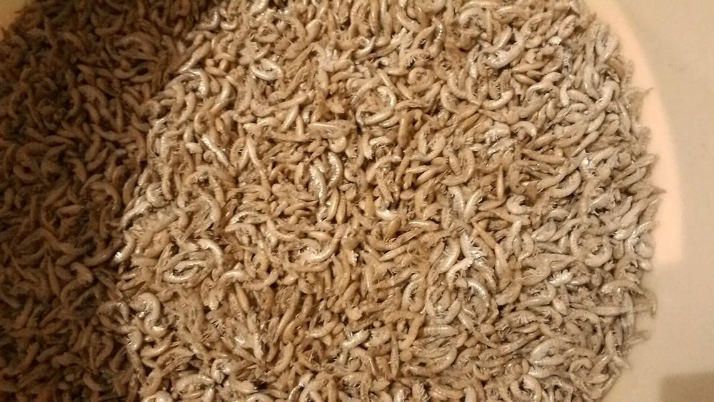 Корм для рыб Бармаш