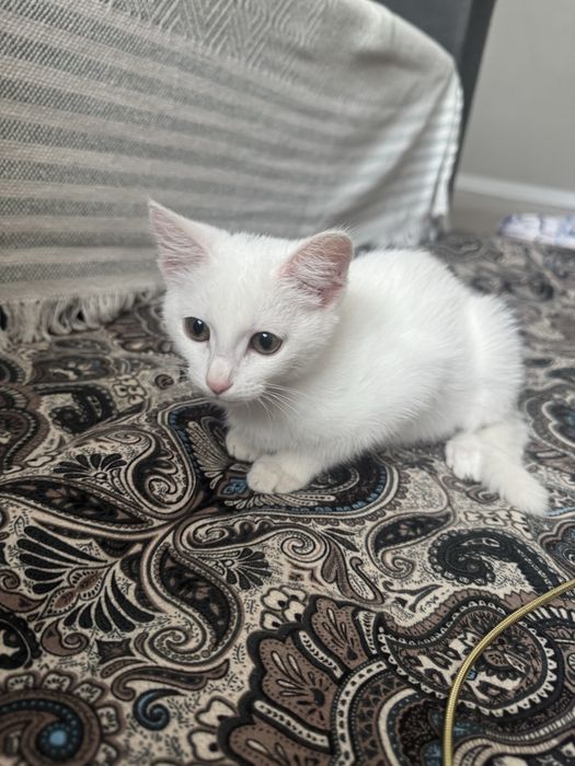 Кошка Отдам добрые руки