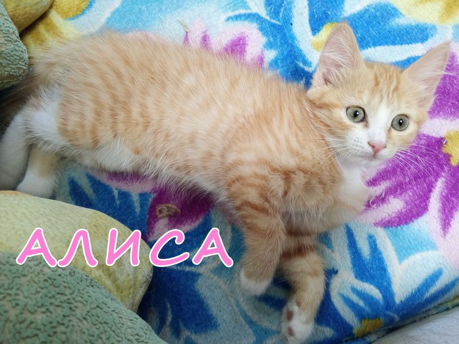 Отдам котенка (девочка)
