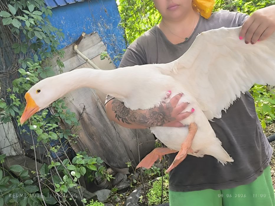Продам гусынь парой!