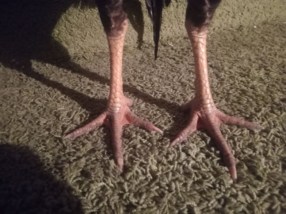 Продам жужя  июльский