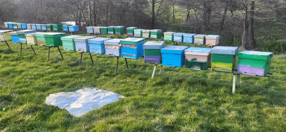 Vand 30 de famili de albine