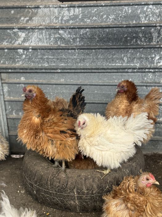 Ouă incubat gaini frezate.