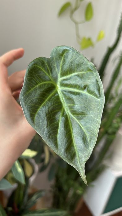 Алоказия регал шилдс