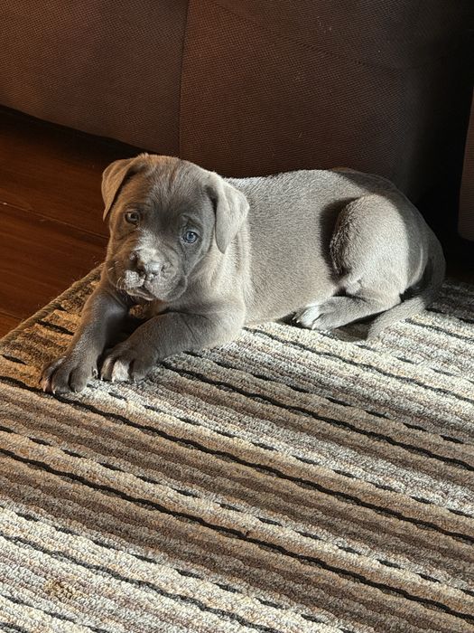 Кане Корсо / Cane Corso