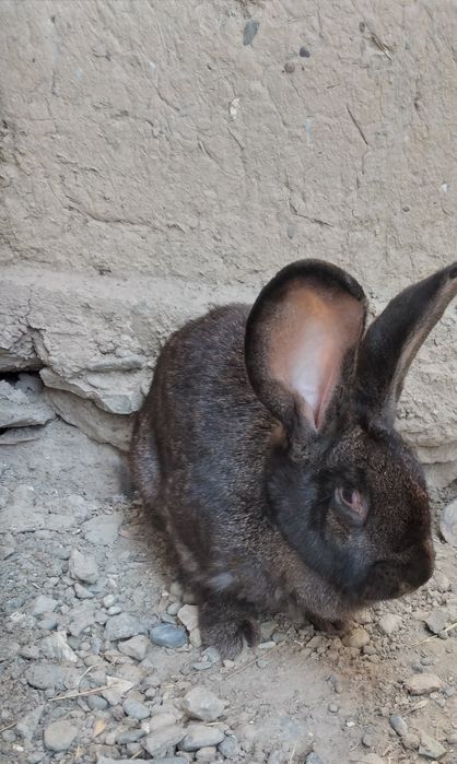 Куенлар сотилади