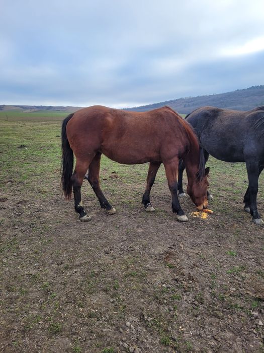 Vând caii mai multe detalii la telefon