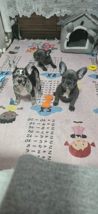 Продажа щенков породы французского бульдога