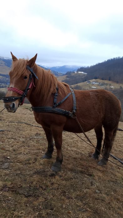 Se vinde iapă de 4ani