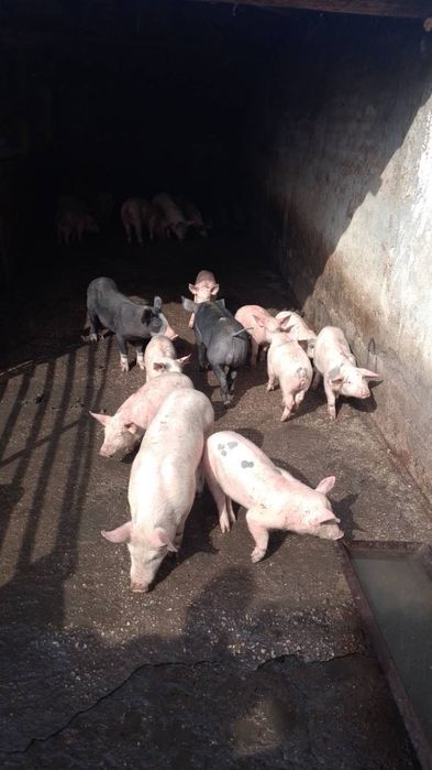 Малки прасета за угояване