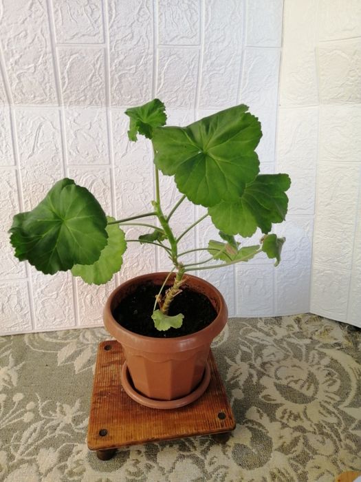 Герань с красными цветами (пока не цветёт)