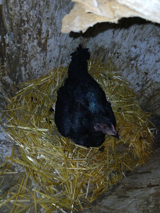 Dakan tovuq sotiladi