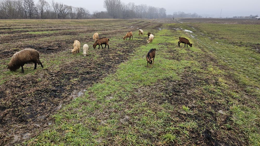 Vand 9 capre si un berbeac