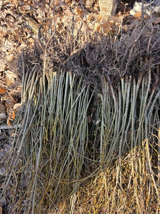 Puieții teii argintiu mirositor