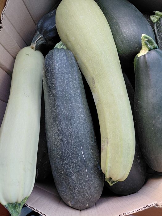 Продам кабачки  домашние  .