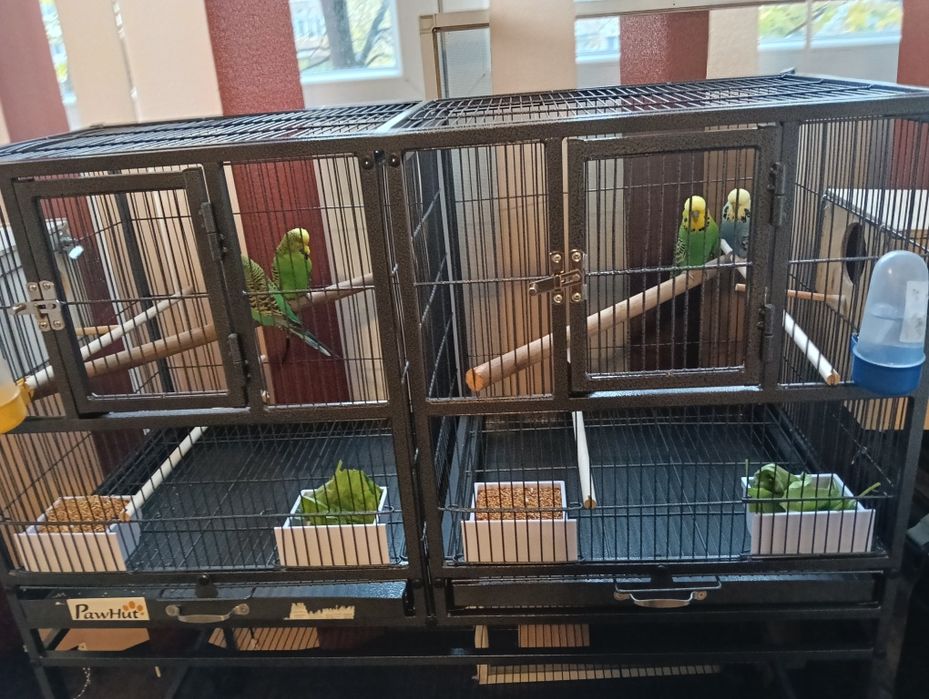 Vând cușca mare pentru păsări