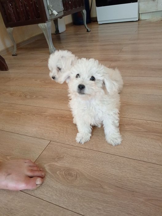 Disponibil cățeluși bichon maltez