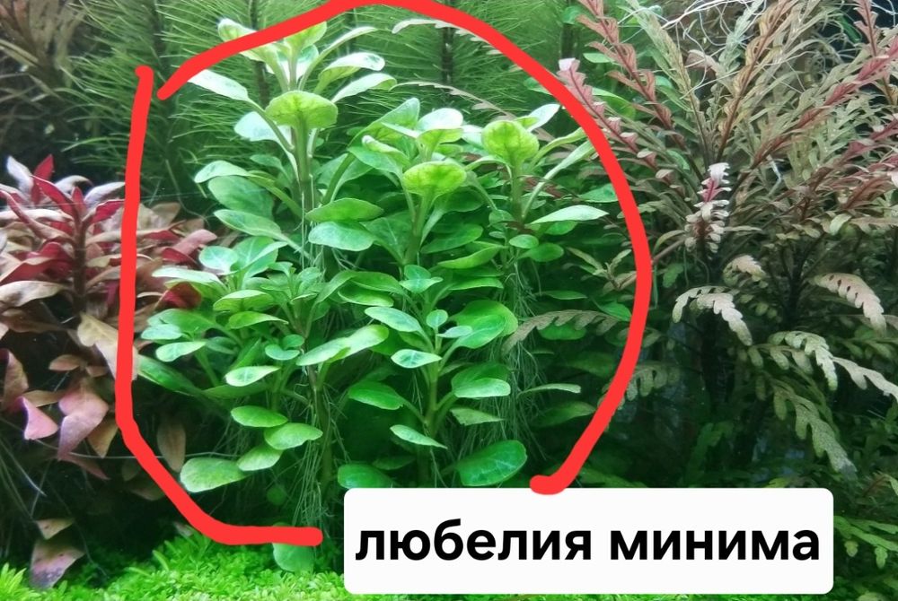 Акаариумные растение в Зоомагазине Кеша