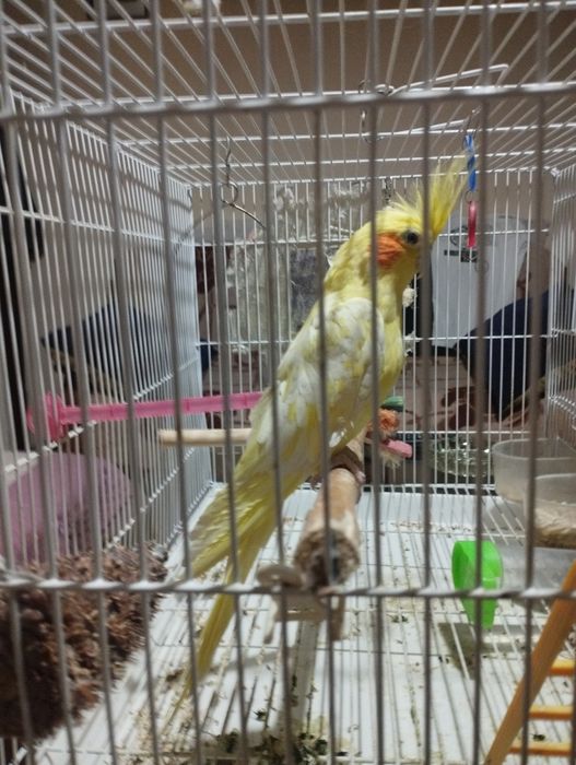 Продаю попугая Капелла Золотистый с клеткой