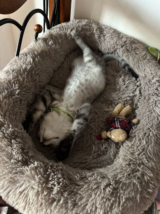 Срочно отдам котика