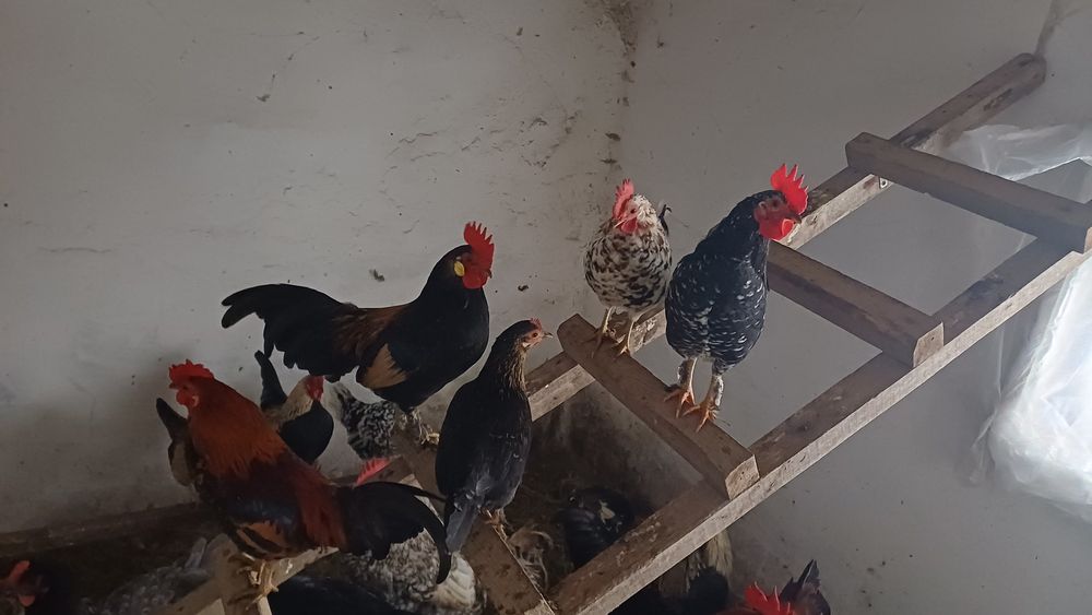 Cocoși rasa mică (americani)