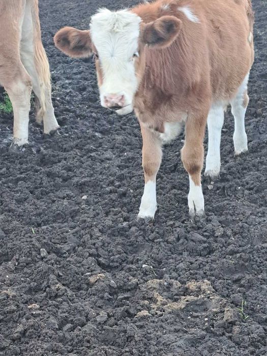 Продавам 5 женски телета