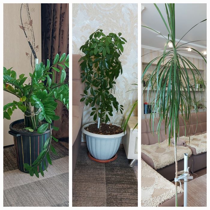 Продам Драцену , Замиокулькас , Шеффлера.