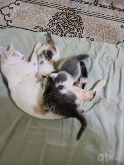 Mushuk sevar yaxshi insonlarga beraman