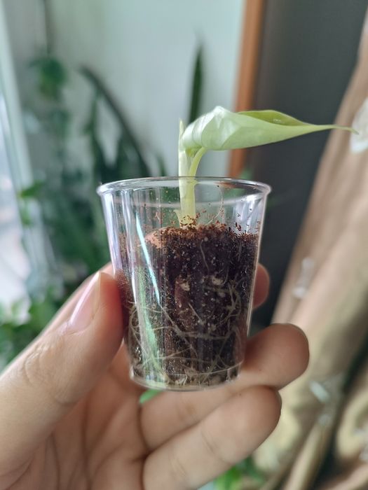 Распродажа растений