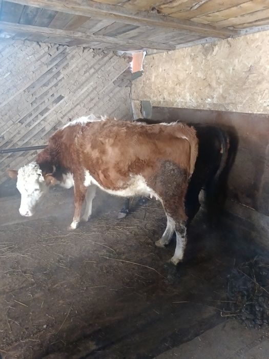 Коровы жирные коровы