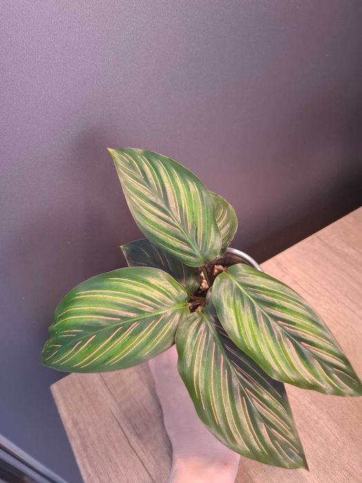 Продам калатею "Бьюти стар"