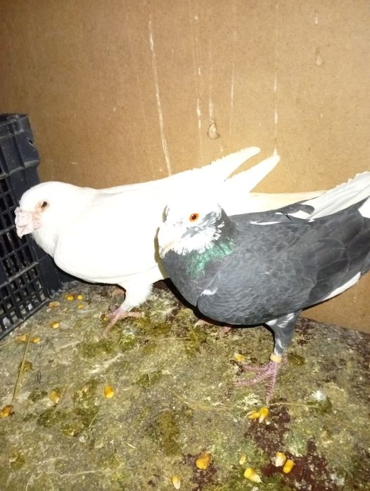 Vând voiajori dragoni