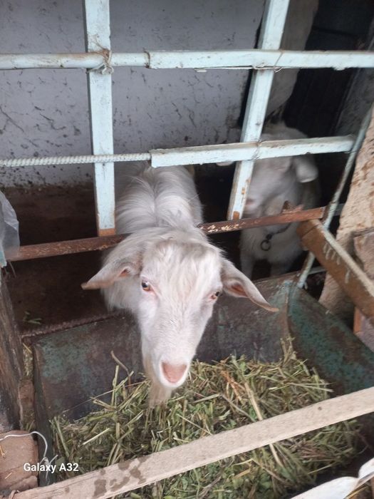 Така сотилади ок рангли