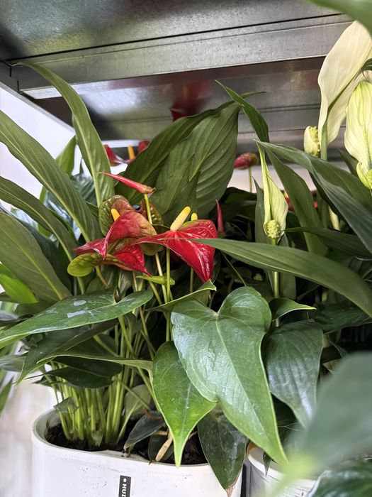 Дешевые цветы к 8 Марта